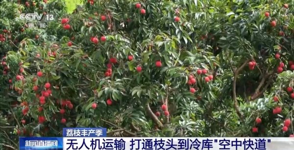 配资吧 从岭南枝头到全球餐桌 广东荔枝解锁“四季鲜”密码→